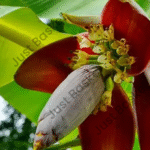 Banan Flower